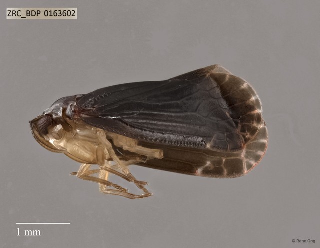 Hemiptera sp. "ZRCBDP0163602" • © Rene Ong • All Rights Reserved