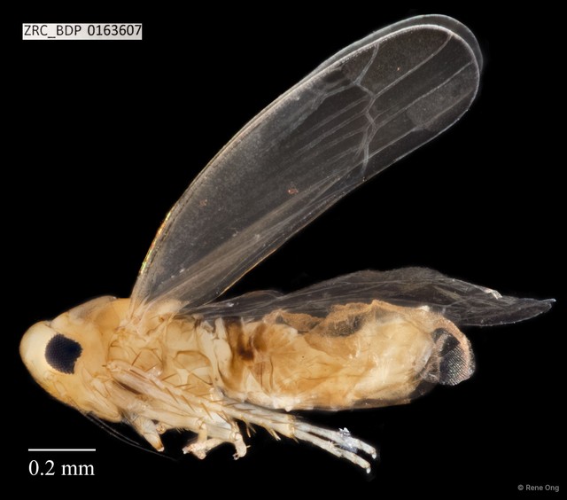 Hemiptera sp. "ZRCBDP0163607" • © Rene Ong • All Rights Reserved
