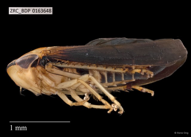 Hemiptera sp. "ZRCBDP0163648" • © Rene Ong • All Rights Reserved