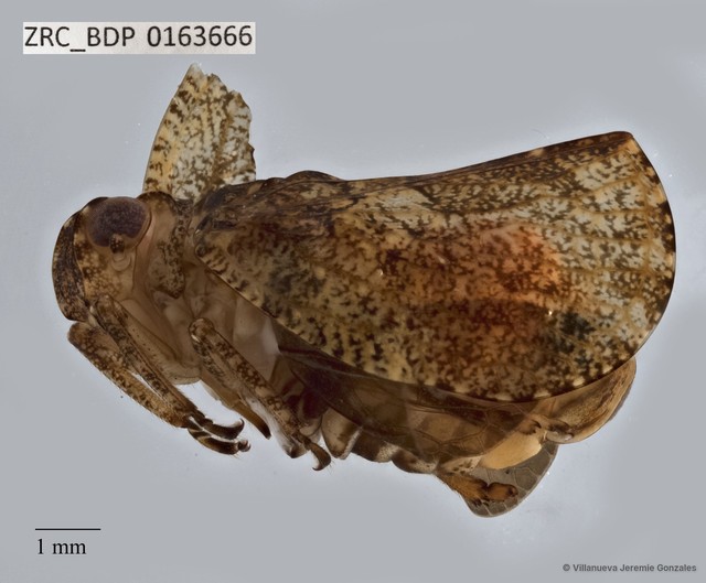 Hemiptera sp. "ZRCBDP0163666" • © Villanueva Jeremie Gonzales • All Rights Reserved