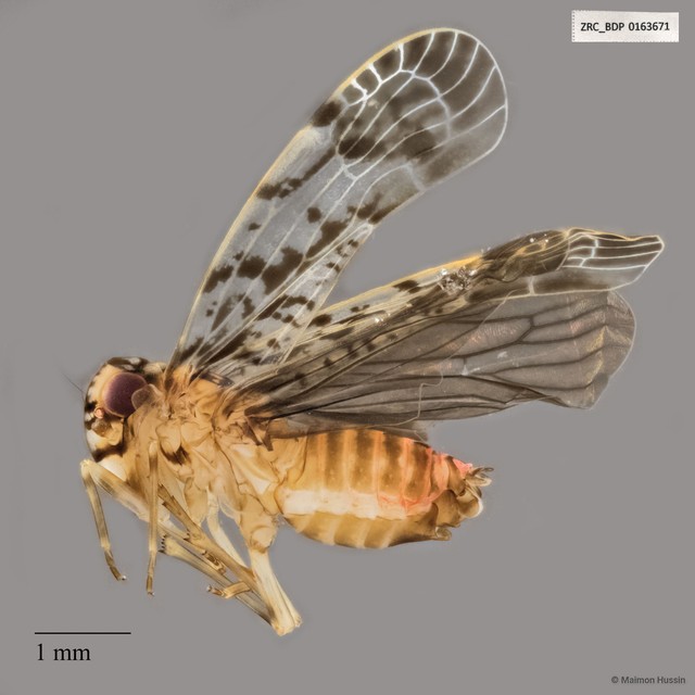 Hemiptera sp. "ZRCBDP0163671" • © Maimon Hussin • All Rights Reserved