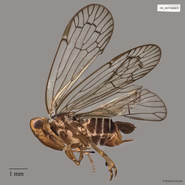 Hemiptera sp. "ZRCBDP0163673" • © Maimon Hussin • All Rights Reserved
