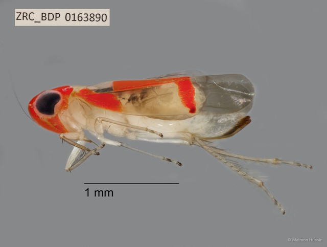 Hemiptera sp. "ZRCBDP0163890" • © Maimon Hussin • All Rights Reserved