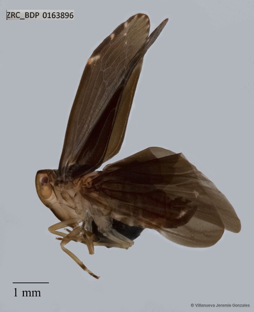 Hemiptera sp. "ZRCBDP0163896" • © Villanueva Jeremie Gonzales • All Rights Reserved