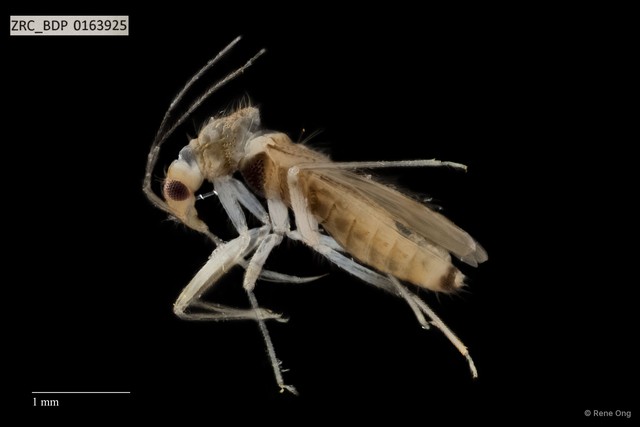 Hemiptera sp. "ZRCBDP0163925" • © Rene Ong • All Rights Reserved