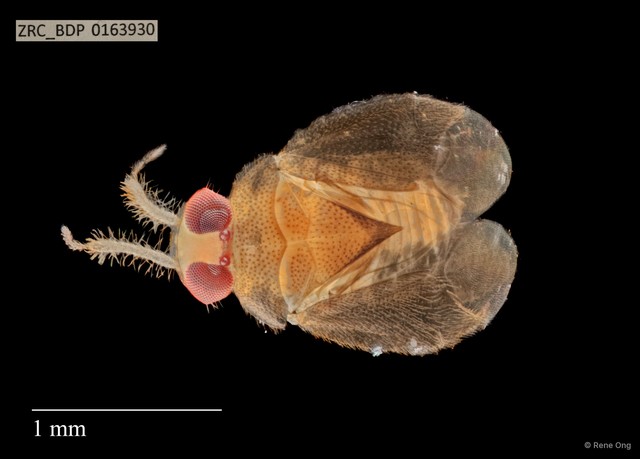 Hemiptera sp. "ZRCBDP0163930" • © Rene Ong • All Rights Reserved