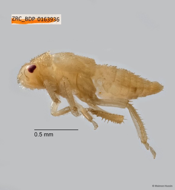 Hemiptera sp. "ZRCBDP0163936" • © Maimon Hussin • All Rights Reserved