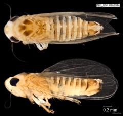 Hemiptera sp. "ZRCBDP0163946"