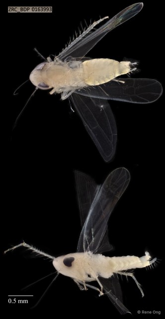 Hemiptera sp. "ZRCBDP0163993" • © Rene Ong • All Rights Reserved