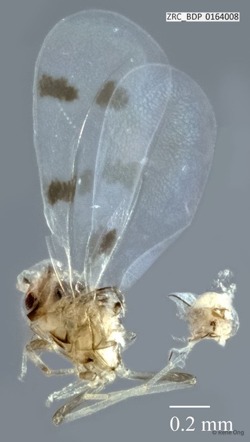 Hemiptera sp. "ZRCBDP0164008" • © Rene Ong • All Rights Reserved