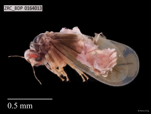 Hemiptera sp. "ZRCBDP0164013" • © Rene Ong • All Rights Reserved