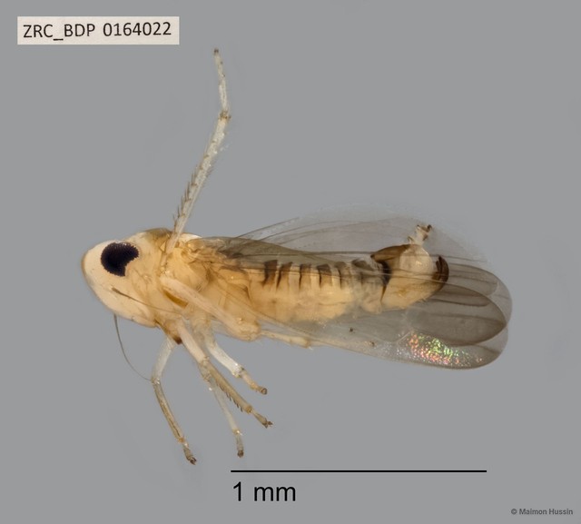 Hemiptera sp. "ZRCBDP0164022" • © Maimon Hussin • All Rights Reserved