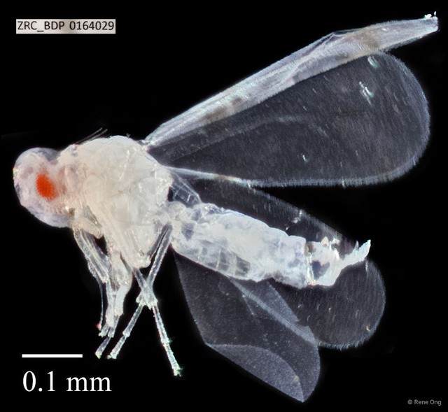 Hemiptera sp. "ZRCBDP0164029" • © Rene Ong • All Rights Reserved