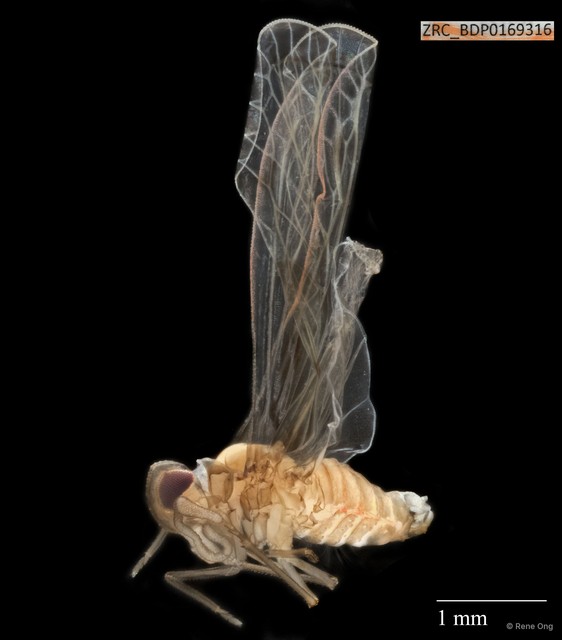 Hemiptera sp. "ZRCBDP0164042" • © Rene Ong • All Rights Reserved