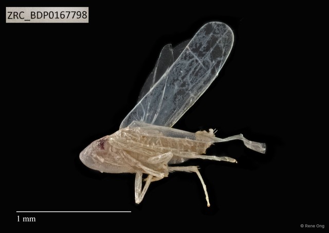 Hemiptera sp. "ZRCBDP0165926" • © Rene Ong • All Rights Reserved