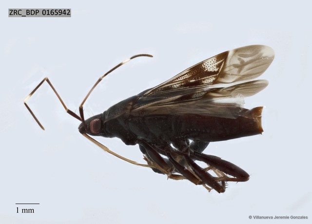 Hemiptera sp. "ZRCBDP0165942" • © Villanueva Jeremie Gonzales • All Rights Reserved