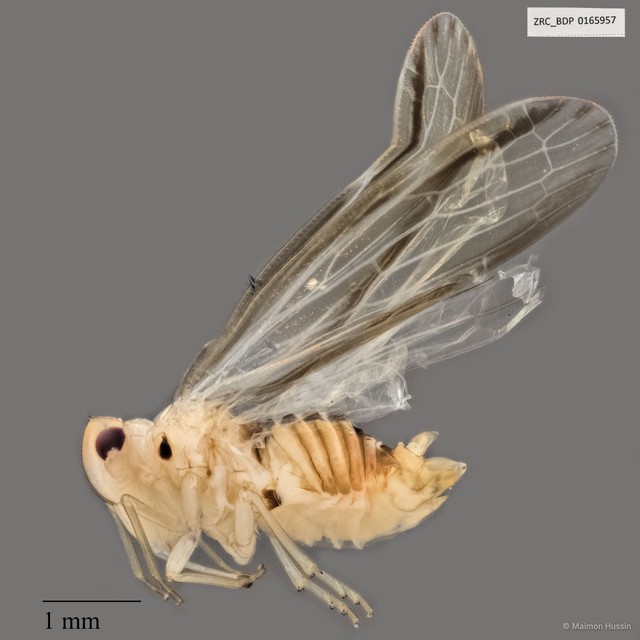 Hemiptera sp. "ZRCBDP0165957" • © Maimon Hussin • All Rights Reserved