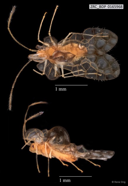 Hemiptera sp. "ZRCBDP0165968" • © Rene Ong • All Rights Reserved