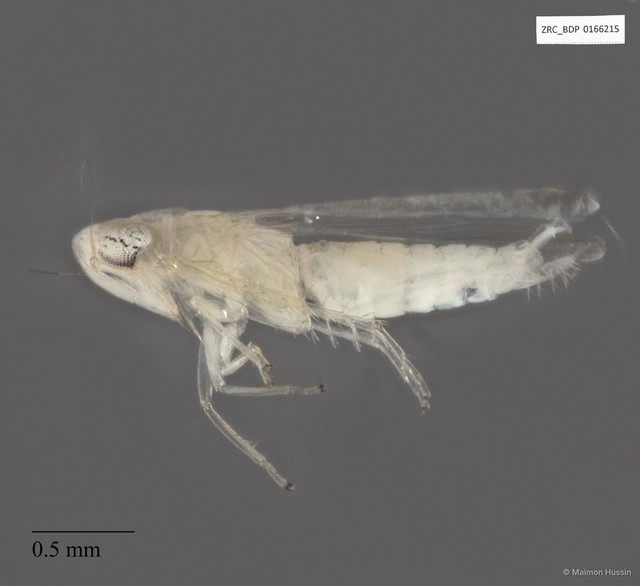 Hemiptera sp. "ZRCBDP0166215" • © Maimon Hussin • All Rights Reserved
