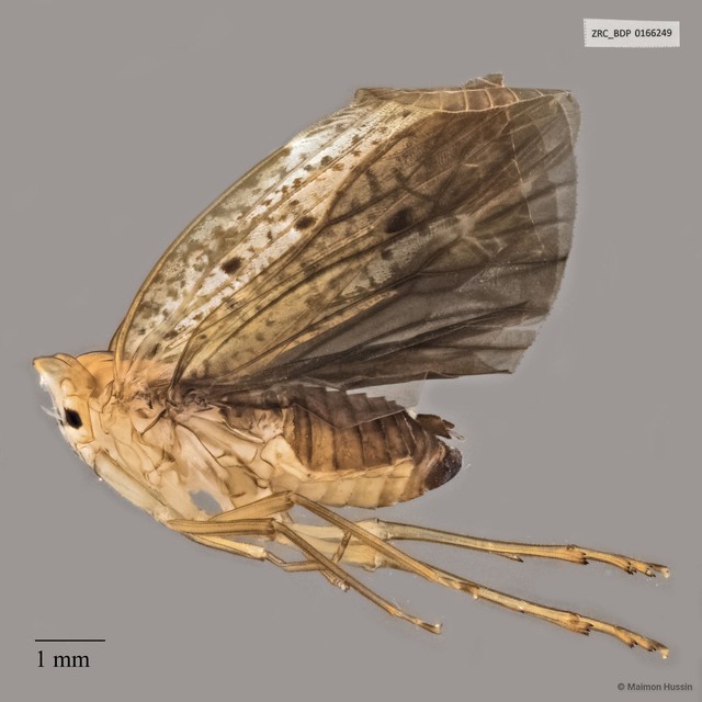 Hemiptera sp. "ZRCBDP0166249" • © Maimon Hussin • All Rights Reserved