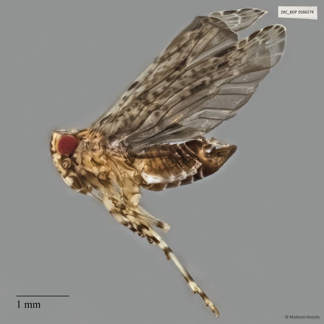 Fulgoromorpha sp. "ZRCBDP0166274" • © Maimon Hussin • All Rights Reserved