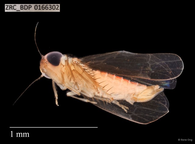 Hemiptera sp. "ZRCBDP0166302" • © Rene Ong • All Rights Reserved
