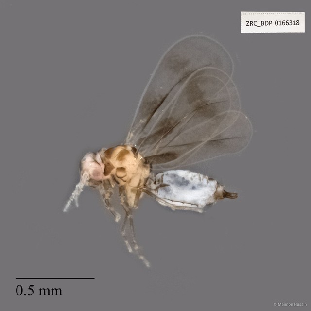 Hemiptera sp. "ZRCBDP0166318" • © Maimon Hussin • All Rights Reserved