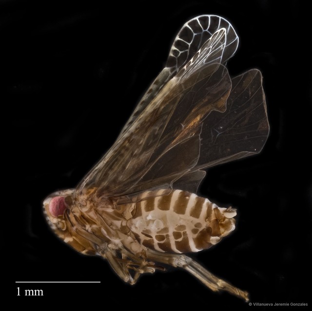 Hemiptera sp. "ZRCBDP0166353" • © Villanueva Jeremie Gonzales • All Rights Reserved