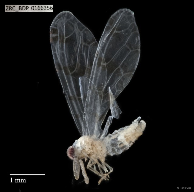 Hemiptera sp. "ZRCBDP0166356" • © Rene Ong • All Rights Reserved