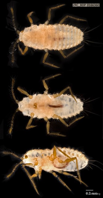Hemiptera sp. "ZRCBDP0166360" • © Rene Ong • All Rights Reserved