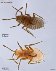 Hemiptera sp. "ZRCBDP0166366"