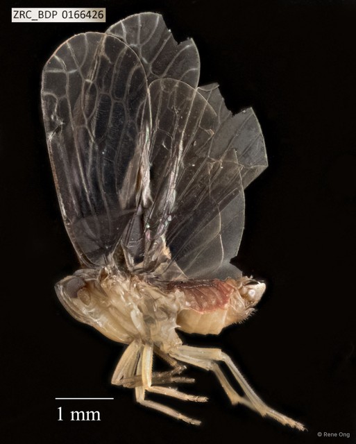 Hemiptera sp. "ZRCBDP0166369" • © Rene Ong • All Rights Reserved