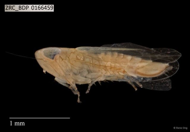 Hemiptera sp. "ZRCBDP0166459" • © Rene Ong • All Rights Reserved