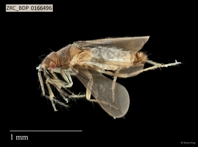 Hemiptera sp. "ZRCBDP0166496" • © Rene Ong • All Rights Reserved