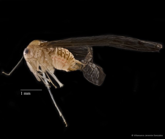 Hemiptera sp. "ZRCBDP0166516" • © Villanueva Jeremie Gonzales • All Rights Reserved