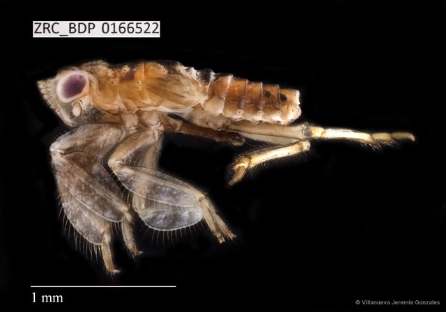 Hemiptera sp. "ZRCBDP0166522" • © Villanueva Jeremie Gonzales • All Rights Reserved