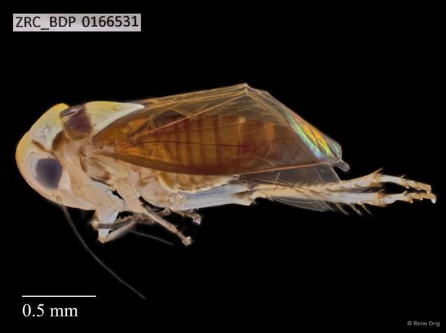 Hemiptera sp. "ZRCBDP0166531" • © Rene Ong • All Rights Reserved