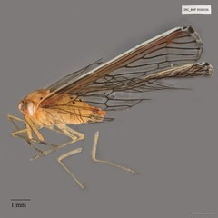 Hemiptera sp. "ZRCBDP0166536"