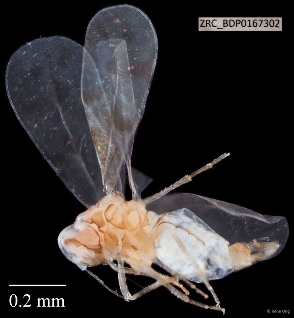 Hemiptera sp. "ZRCBDP0167302" • © Rene Ong • All Rights Reserved
