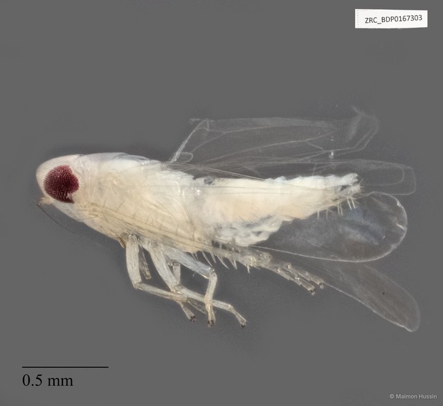 Hemiptera sp. "ZRCBDP0167303" • © Maimon Hussin • All Rights Reserved