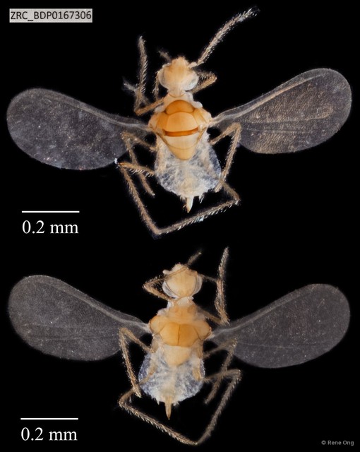 Hemiptera sp. "ZRCBDP0167306" • © Rene Ong • All Rights Reserved