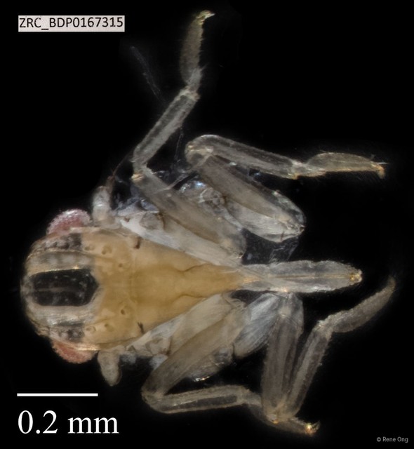 Hemiptera sp. "ZRCBDP0167315" • © Rene Ong • All Rights Reserved
