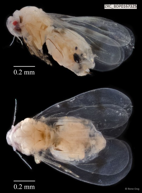 Hemiptera sp. "ZRCBDP0167325" • © Rene Ong • All Rights Reserved