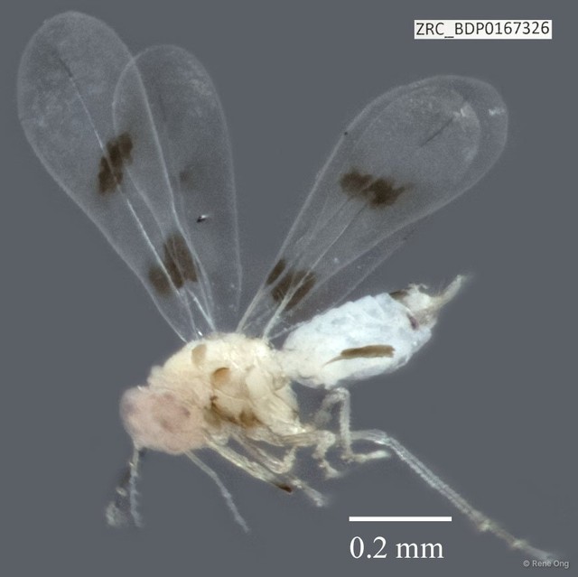 Hemiptera sp. "ZRCBDP0167326" • © Rene Ong • All Rights Reserved