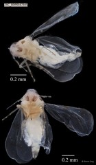 Hemiptera sp. "ZRCBDP0167345"