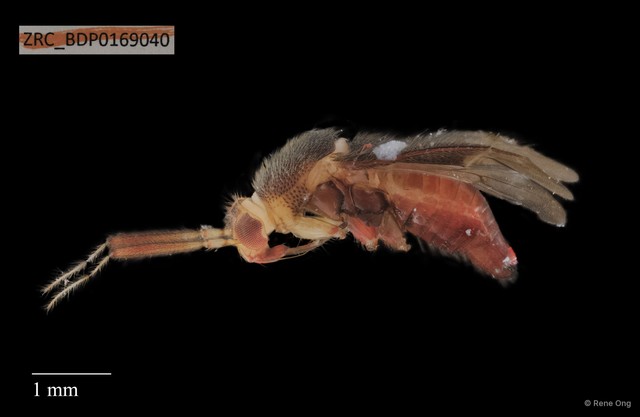 Hemiptera sp. "ZRCBDP0167349" • © Rene Ong • All Rights Reserved