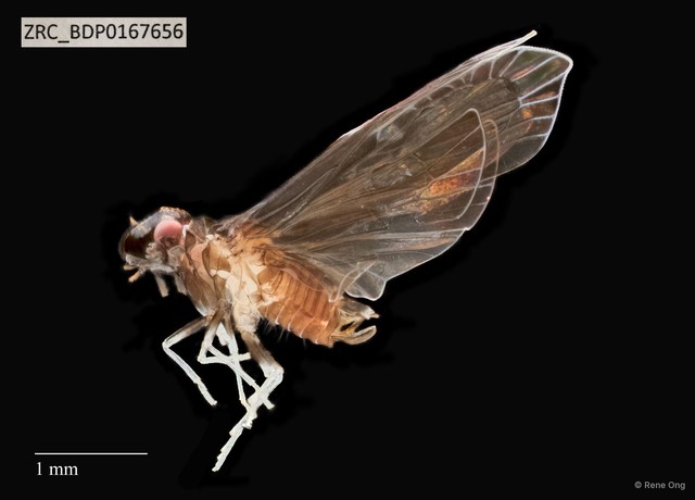Hemiptera sp. "ZRCBDP0167353" • © Rene Ong • All Rights Reserved