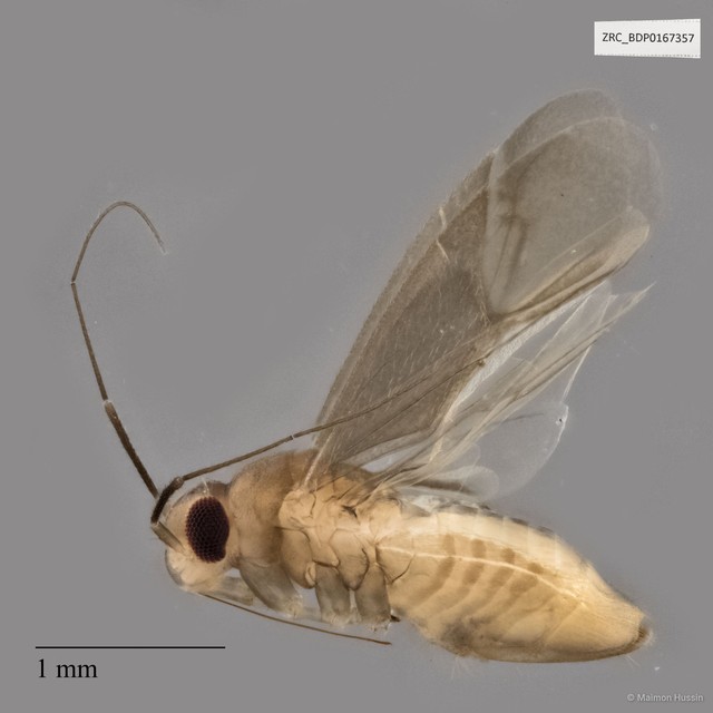 Hemiptera sp. "ZRCBDP0167357" • © Maimon Hussin • All Rights Reserved