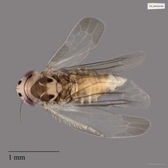 Hemiptera sp. "ZRCBDP0167365" • © Maimon Hussin • All Rights Reserved