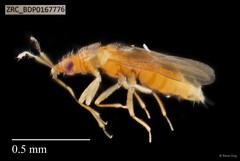 Hemiptera sp. "ZRCBDP0167367"